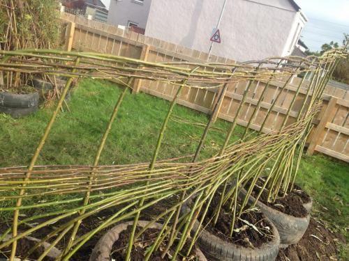 Living Willow Fence HYP 1117