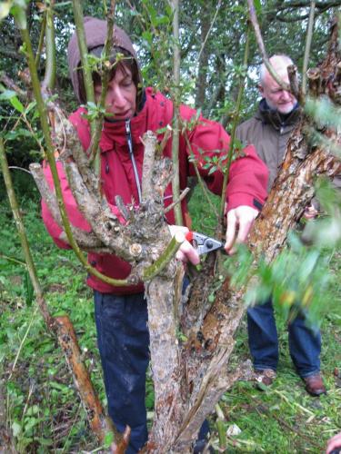 2009 Willow Coppicing